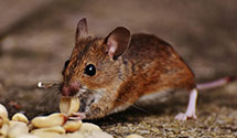 24 Hour & Emergency Exterminators in Overbrook Hls, PA
